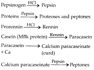 ncert-solutions-for-class-11-biology-digestion-and-absorption-2