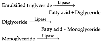 ncert-solutions-for-class-11-biology-digestion-and-absorption-10