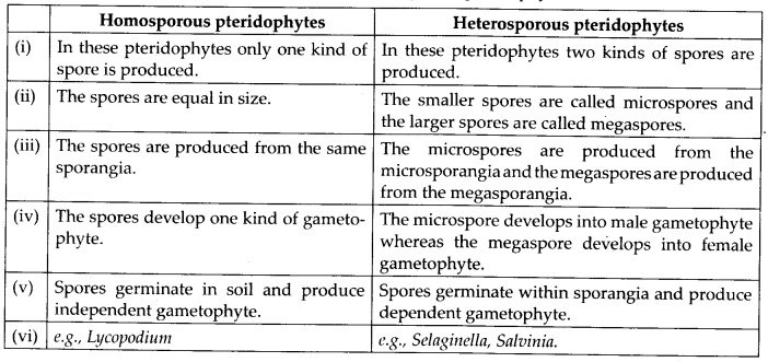 ncert-solutions-for-class-11-biology-plant-kingdom-2
