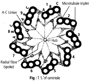 ncert-solutions-for-class-11-biology-cell-the-unit-of-life-4