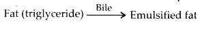 ncert-solutions-for-class-11-biology-digestion-and-absorption-5