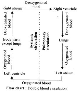 ncert-solutions-for-class-11-biology-body-fluids-and-circulation-2