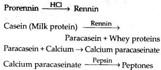 ncert-solutions-for-class-11-biology-digestion-and-absorption-12