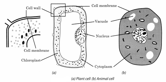 Cell Structure and Functions Class 8 Science NCERT Textbook Questions Q5