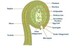 NCERT Solutions For Class 12 Biology Sexual Reproduction in Flowering Plants Q4